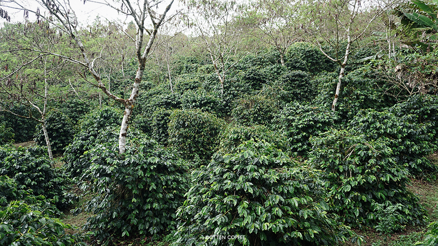 Dalam perjalanan menuju ke kampung mengaya banyak sekali pemandangan indah seperti perkebunan kopi